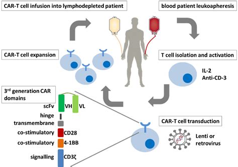 Car T Cell Therapy Autologous T Cells Are Modified With A