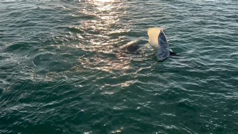 Orcas attack gray whales off Southern California coast (video)