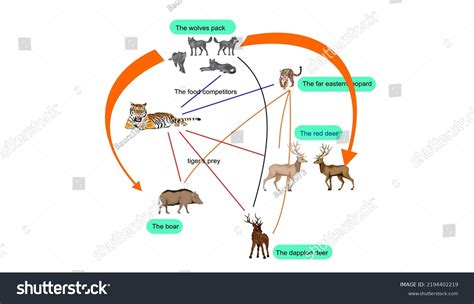 Food chain of siberian taiga ecosystem tiger - Royalty Free Stock Vector 2194402219 - Avopix.com