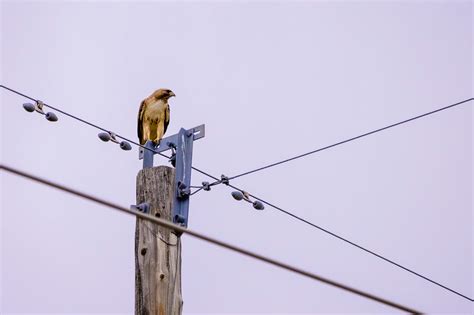 Bird Perched on Electricity Pole · Free Stock Photo