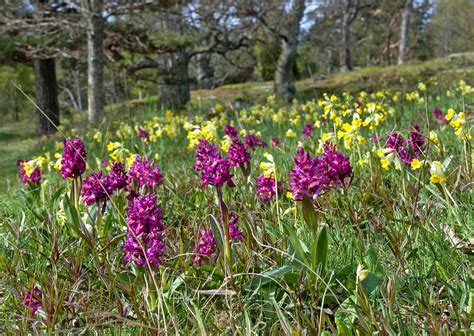 Bazgin kaćun (Dactylorhiza sambucina)