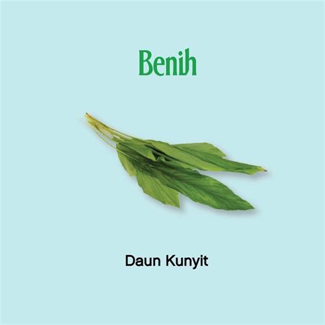 daun kunyit turmeric leaves  shopee malaysia