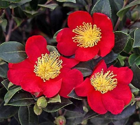 Yuletide Red Camellia Sasanqua New Life Nursery