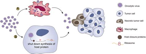 Frontiers Oncolytic Virotherapy From Bench To Bedside