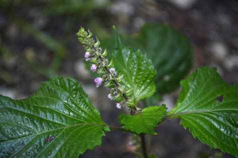 Perilla Frutescens Lamiaceae Image At Phytoimages Siu Edu