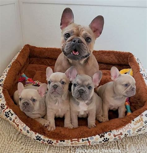 Frenchie Puppies - DOGBEAST in 2022 | Frenchie puppy, French bulldog ...