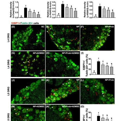 Protein Expressions Of Apoptosis And Dna Damaged Biomarkers And