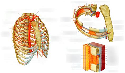 Blood Supply To The Thorax Diagram Quizlet