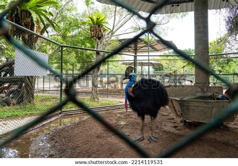 343 Common Cassowary Images Stock Photos And Vectors Shutterstock