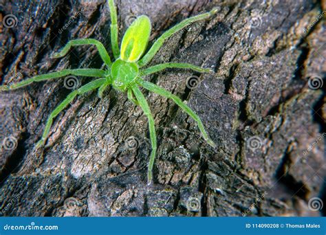 Green huntsman spider stock photo. Image of closeup - 114090208