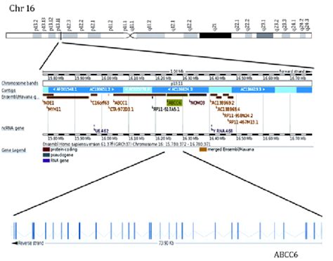 Localization and structure of the ABCC6 gene on chromosome 16 Two ABCC6... | Download Scientific ...