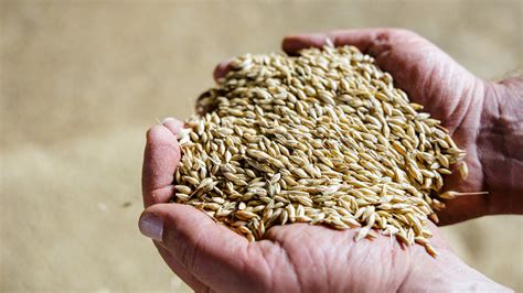 Most Of The World S Barley Comes From This Country