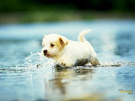 Cute Dog Wallpapers - Wallpaper Cave