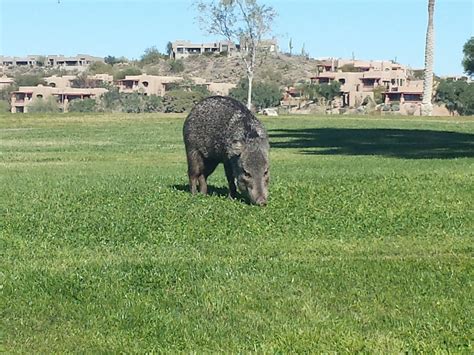 Fountain Hills AZ-Don't Feed The WildLife! - HomeSmart Realtor Advice