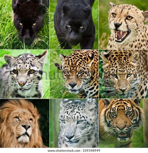 Lion Vs Tiger Vs Cheetah Vs Leopard Vs Jaguar Vs Panther