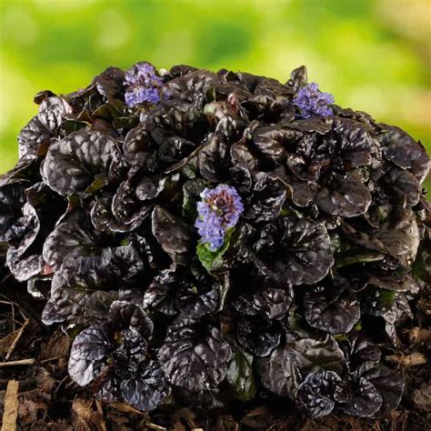 Ajuga Reptans ‘Black Scallop’ – Freeplants