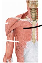 Axioappendicular Anterior Flashcards Quizlet