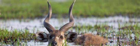 СИТАТУНГА ВОСТОЧНОАФРИКАНСКАЯ - Stalker