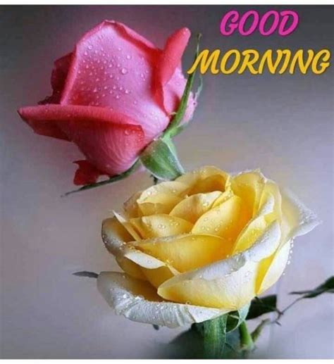 Good Morning With Yellow And Pink Rose Desi Comments