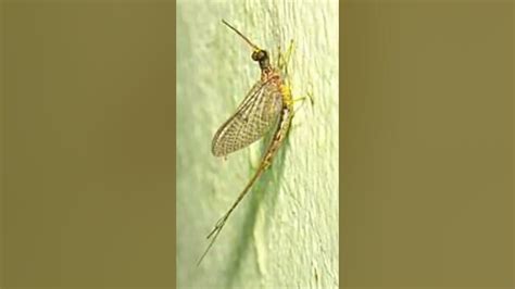 Shortest Lifespan Organism May Fly Shorts Mayfly Lifespan Viral