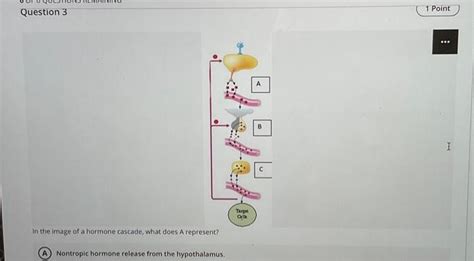 Solved In the image of a hormone cascade, what does A repi | Chegg.com