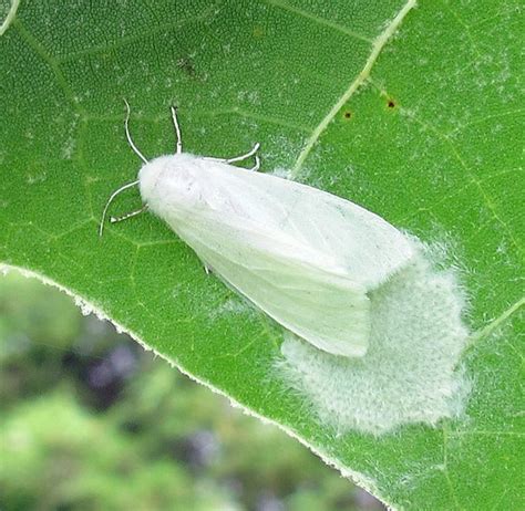 Hyphantria Cunea Un Orso In Campagna