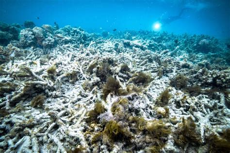 Great Barrier Reef Schlimmste Bleiche In Der Geschichte Der Spiegel