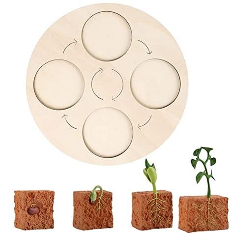 Surakey Life Cycle Board Plant Wooden Life Cycle Tray Life Cycle Models