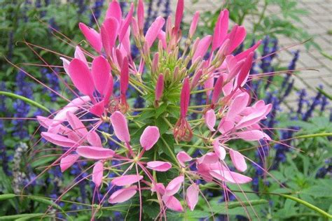 Клеома (50 фото) - виды, уход и посадка в открытом грунте