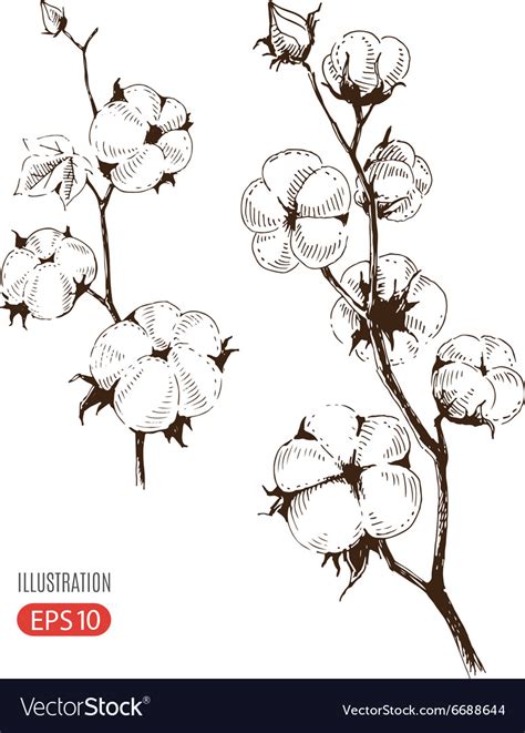 Hand Drawn Stems Of Cotton Plants Royalty Free Vector Image