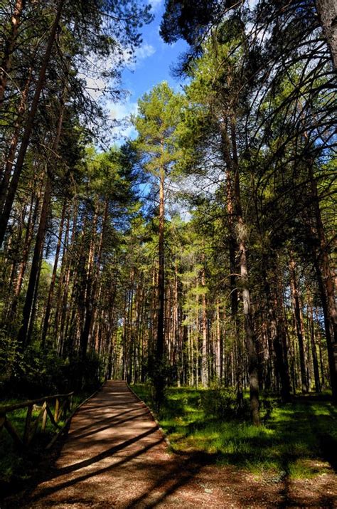 Path with Green Trees in Forest Stock Photo - Image of scenery, nature ...