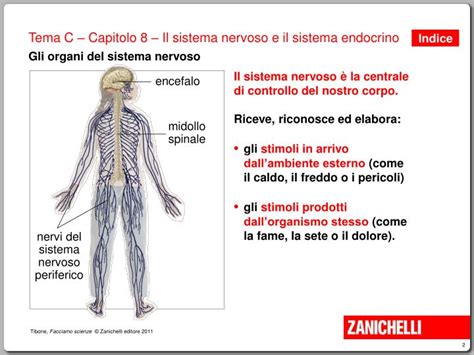 PPT Gli Organi Del Sistema Nervoso PowerPoint Presentation ID 3503699