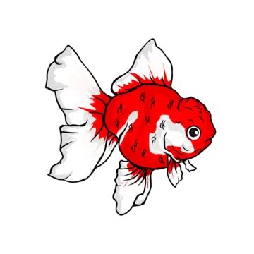 Goldfish Vector Illustration Goldfish Fish Hand Painted Goldfish PNG