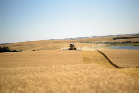 Em Uma Safra De Cen Rios Diversos Produ O Nacional De Trigo Bate