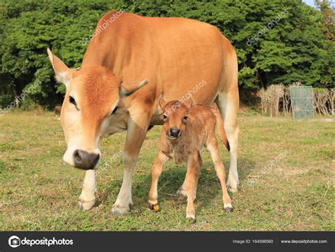 Mother cow with her baby Stock Photo by ©lewistse 164598560