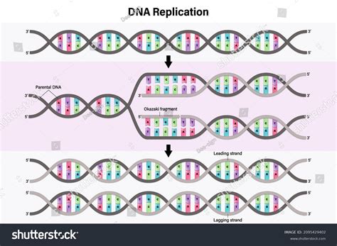 Diagram Dna Replication Process By Which Stock Vector Royalty Free 2095429402 Shutterstock