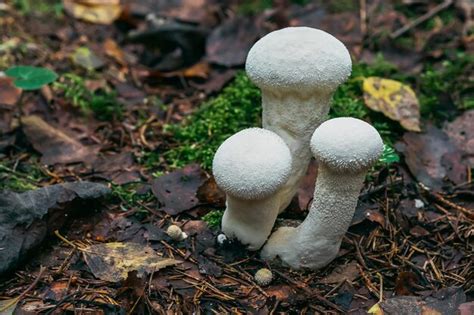 Las Setas Blancas Crecen En Oto O En El Bosque En Hojas Y Musgo Foto