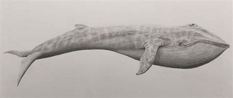 Ran Art Blog. A pencil drawing of a blue whale Pencil Drawings Of ...