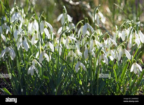 A Mass Planting Of Common Snowdrops Galanthus Nivalis Backlit By The