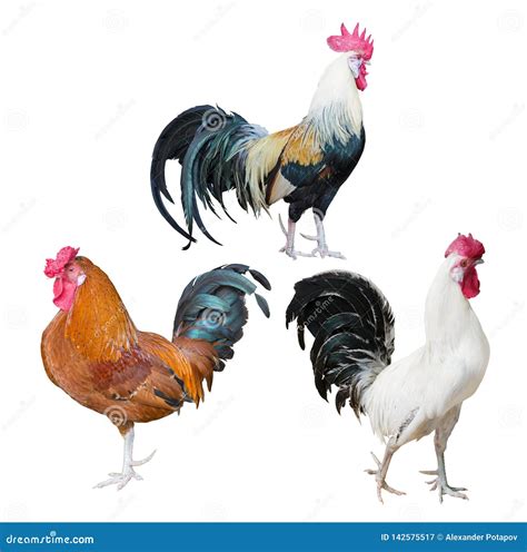 Three Roosters With Dark Tails On White Stock Image Image Of Animal