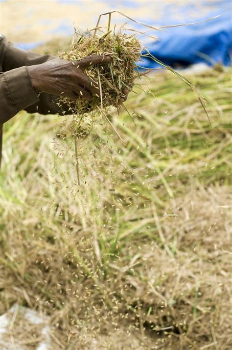 Harvesting Rice Crop stock image. Image of bali, eating - 6743179