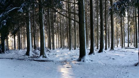 Bildet landskap natur snø kald vinter svart og hvit himmel