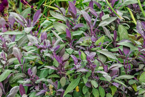 Purple Sage Bush: Plant Care & Growing Guide