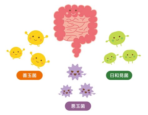 腸内環境を整え健康に！健康につながる善玉菌を増やす4つの方法｜ほっと鍼灸接骨院の健康＆美容じゅく ほっと鍼灸接骨院の健康＆美容じゅく