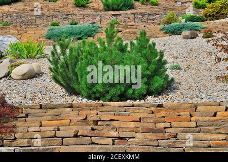 Bosnian Pine Pinus Leucodermis Heldreichii In Rock Strewn Landscape