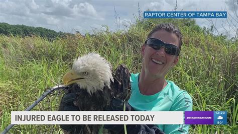 Injured Eagle Released After Being Rescued 2 Weeks Ago In Hillsborough