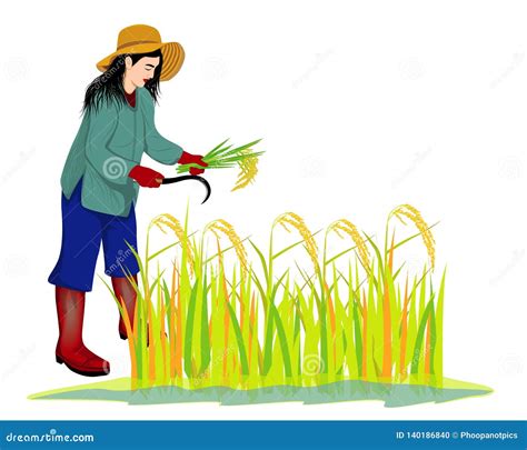 Farmer Harvest Rice Stock Vector Illustration Of Thai