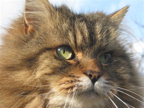 Pussy Cat Wallpapers Top Free Pussy Cat Backgrounds Wallpaperaccess