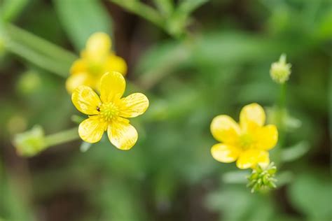 How to Kill Buttercup Weeds (with Pictures) | eHow