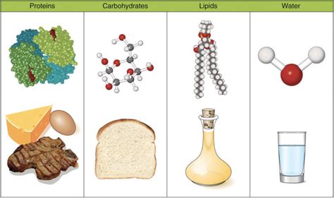 What Elements Make Up Carbohydrates Lipids